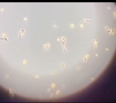 Pasantías con el microscopio