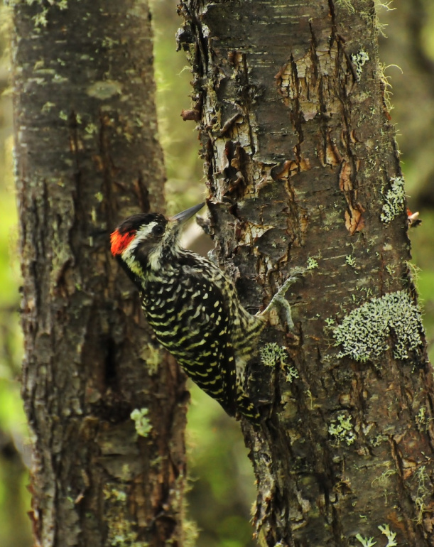 Parque Tantauco Pájaro en el bosque