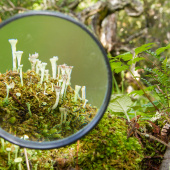 Ecoturismo con lupa, Autor: Adam Wilson