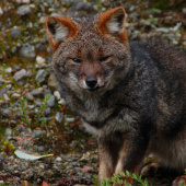 Zorro de Chiloe