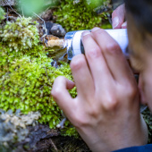 Bosque en miniatura, Autor: Ivan Cabrera
