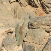 Fauna del paisaje rocoso
