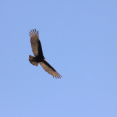 Fauna