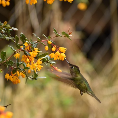 Especie Sephanoides sephanoides, Picaflor chico en vuelo, Autor Paul Amouroux