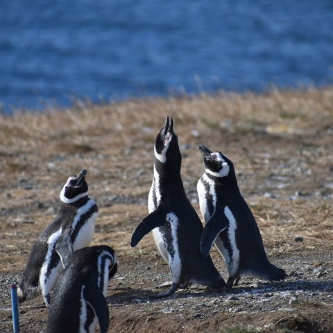 Pinguinos en Magallanes, Autor: Waldo Cerpa