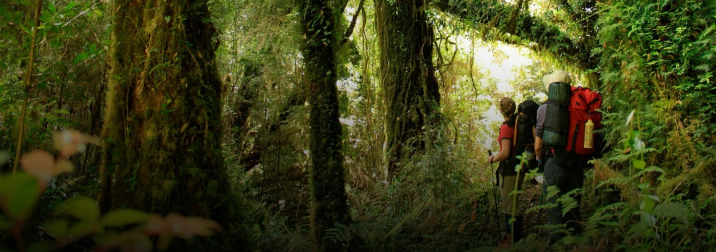 Bosque en Tantauco