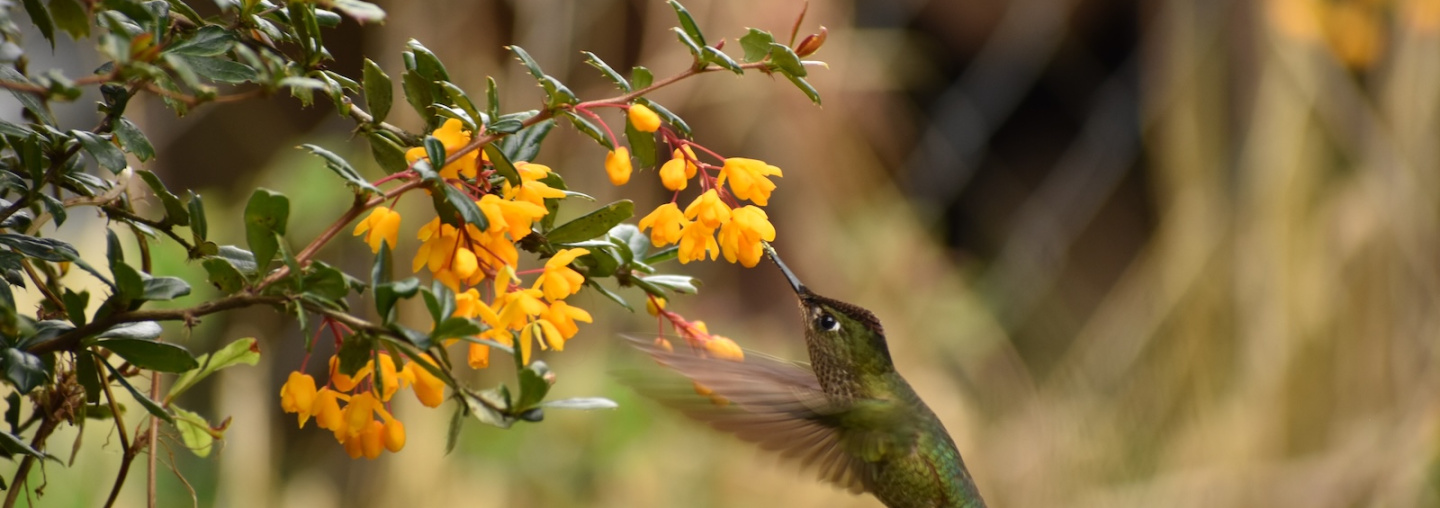 Especie Sephanoides sephanoides, Picaflor chico en vuelo, Autor Paul Amouroux